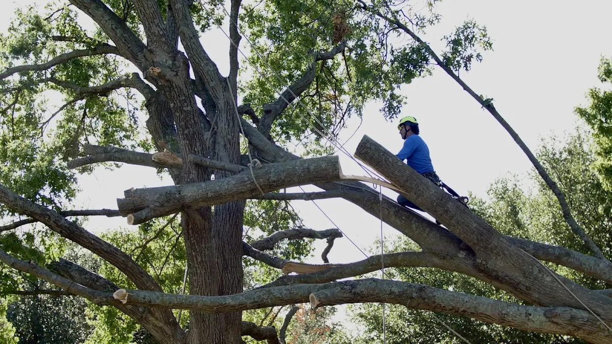 Professional Crown Thinning performed by certified arborists in Kimberly